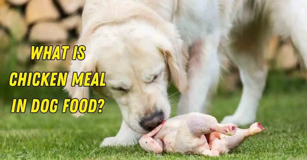 chicken meal in dog food